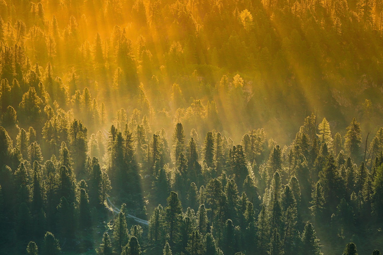 Exploring the Enchanting Forests of the Black Hills